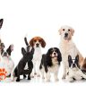 بررسی 10 نژاد برتر سگ در جهان