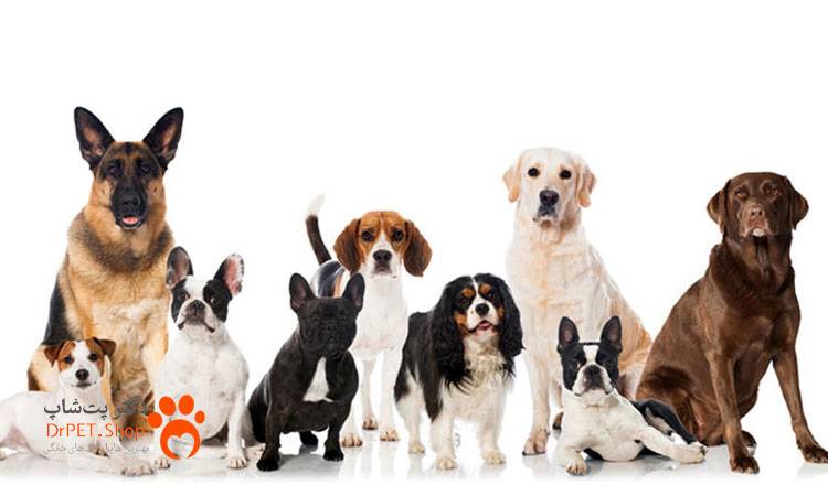 بررسی 10 نژاد برتر سگ در جهان