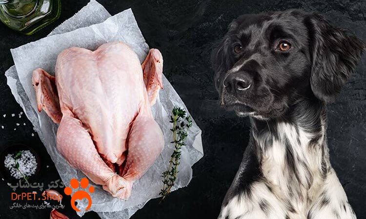 آیا مرغ غذای خوبی برای سگ است؟