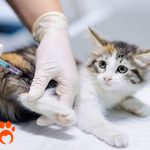 انواع واکسن برای درمان هاری در گربه ها