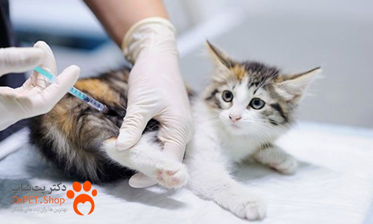 انواع واکسن برای درمان هاری در گربه ها