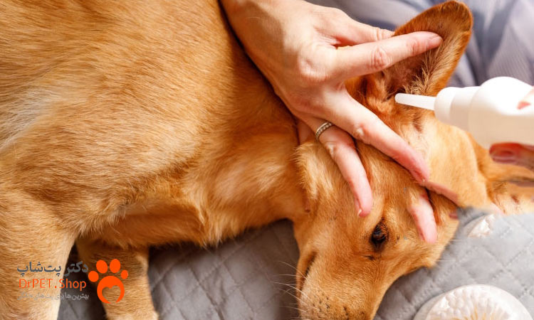 عواملی که باعث عفونت گوش سگ می شود