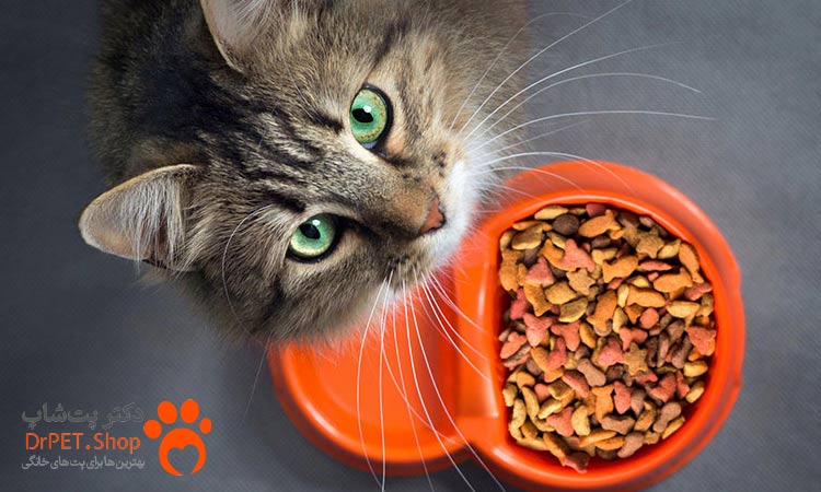 نکات مهم در هنگام خرید غذای گربه