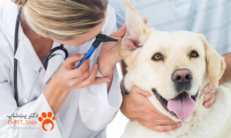 درمان عفونت گوش سگ