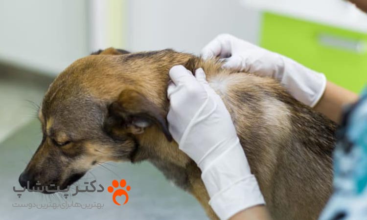 روش های جلوگیری از عفونت قارچی در سگ ها
