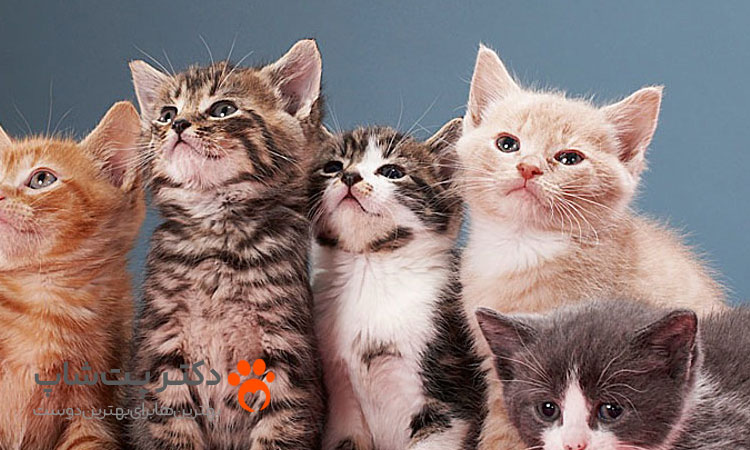 5 حقایق جالب بچه گربه ها