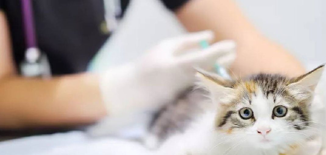 روش های جلوگیری از بارداری ناخواسته در گربه ها