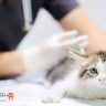 روش های جلوگیری از بارداری ناخواسته در گربه ها
