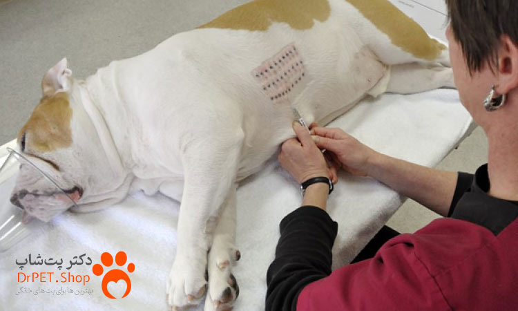 روش های درمان حساسیت حیوانات خانگی