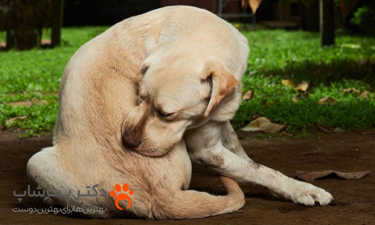 علایم و نشانه های عفونت قارچی در سگ چیست؟