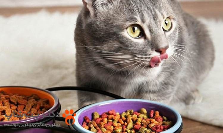 چه غذا های مقوی برای گربه های مسن مناسب است؟