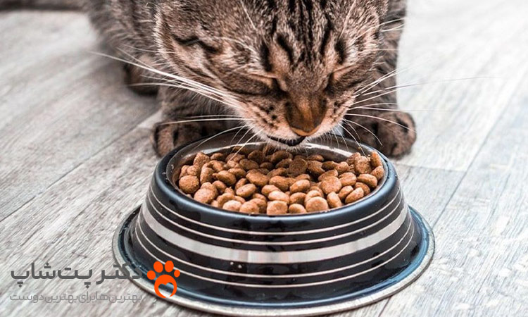 چه غذا هایی برای گربه مسن مضر است؟