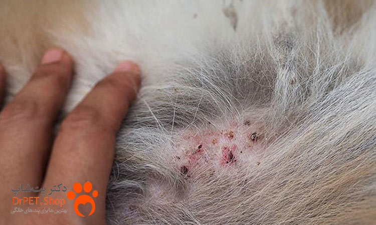 چگونه از ایجاد حساسیت در حیوانات خانگی جلوگیری کنیم